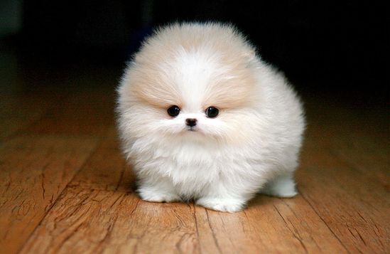 Thú cưng cute - Quà tặng 8/3 độc và thú vị tặng người yêu